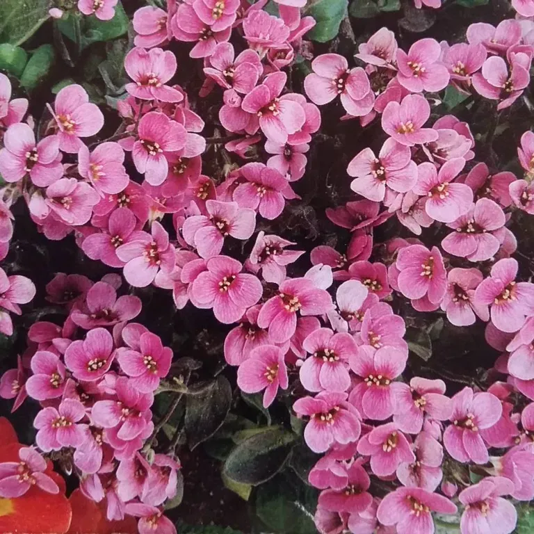 Арабис альпийский крупноцветковой розовый