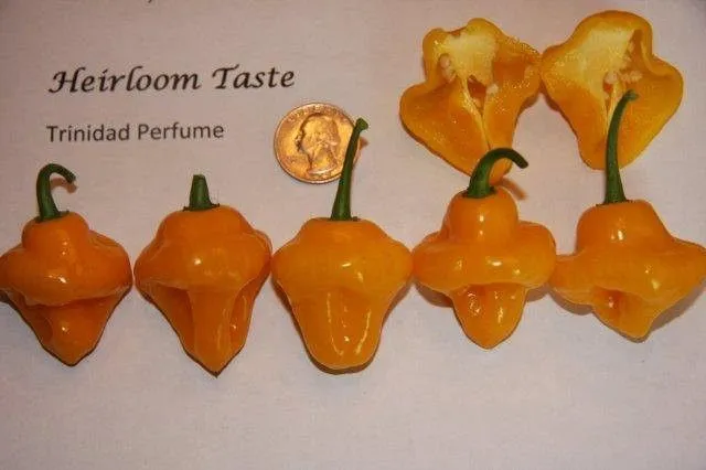 Перец острый Trinidad Perfume (Тринидад ароматный)