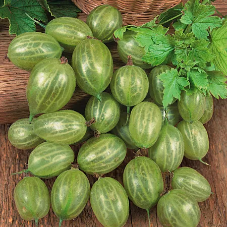 Крыжовник Уральский Изумруд
