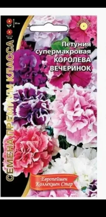 Королева вечеринок  супермахровая