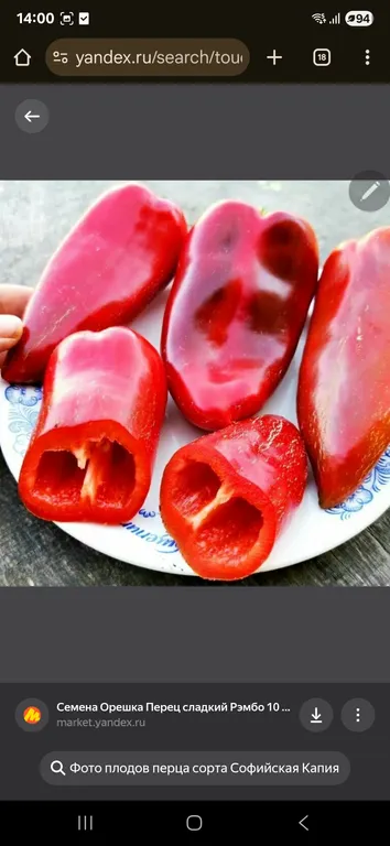 Перец Софийская капия