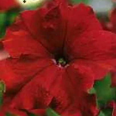 Петуния Красное море