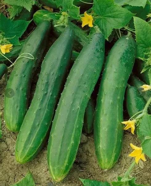 Огурец Straight Eight