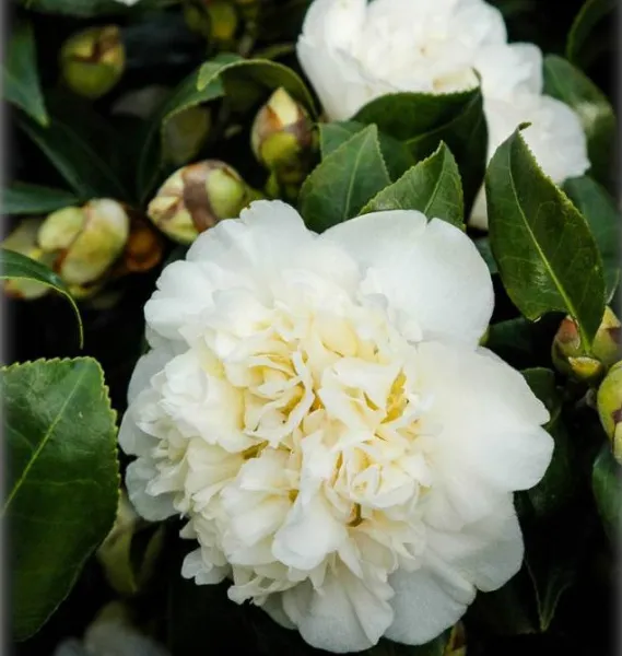 Камелия Brushfields Yellow