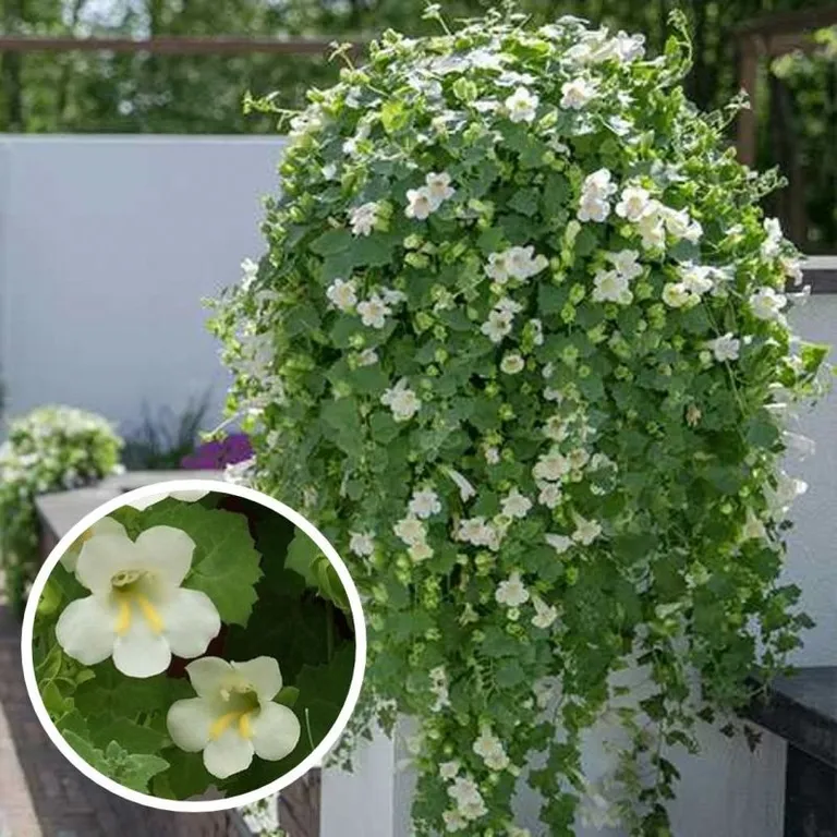 Lophospermum Compact White