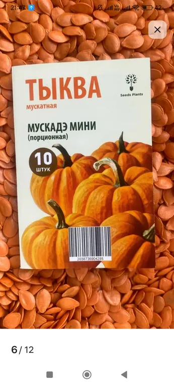 Тыква мускатная Мини Мускадэ