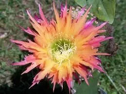 Трихоцереус гибридный "Super Apricot"