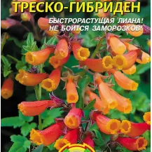 Вислоплодник (эккремокарпус) Треско-гибриден