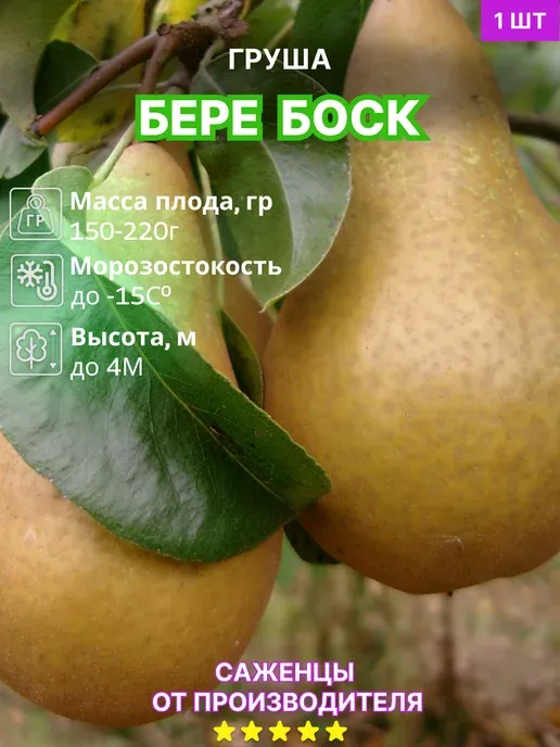 Груша Бере Боск
