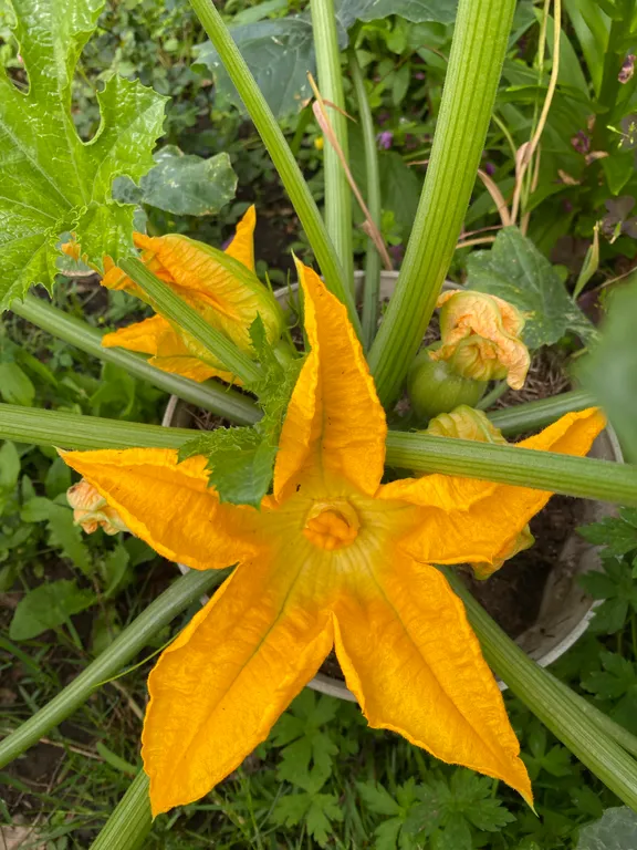 Кабачок цуккини аппетитный горшочек