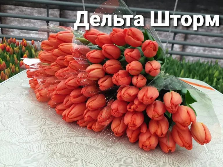 Дельта шторм