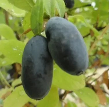 Жимолость Strawberry Sensation