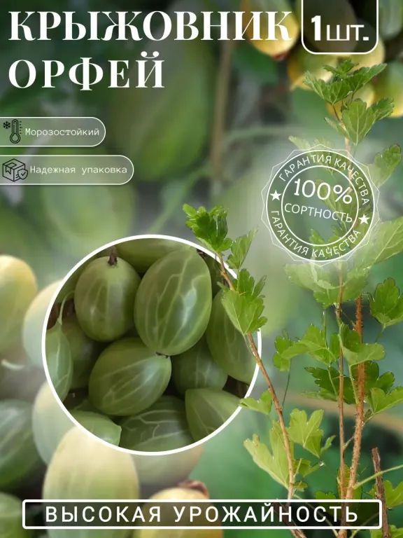 Крыжовник Орфей