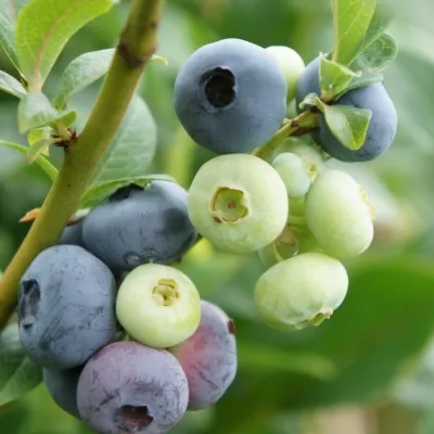 Голубика Патриот