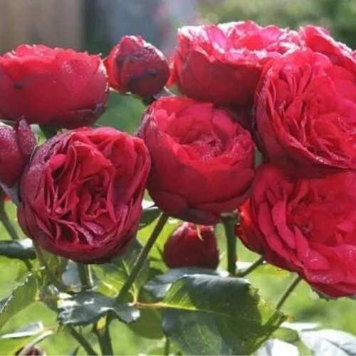 Роза чайно-гибридная Пиано