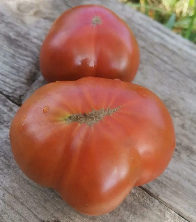 Томат Махагони Гном