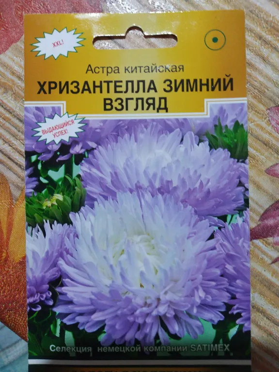 китайская Хризантелла Зимний взгляд