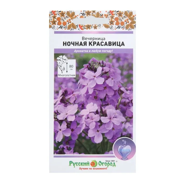 Вечерница Ночная красавица