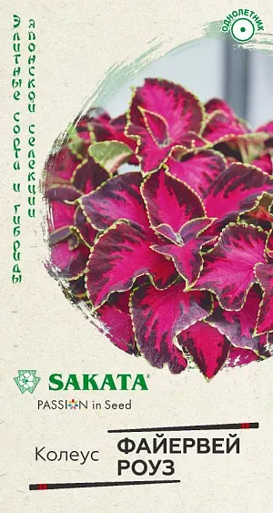 Колеус Файервей Роуз