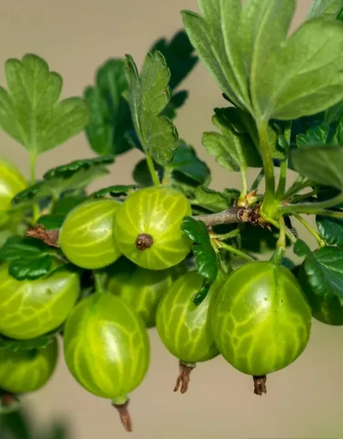 Крыжовник Invicta