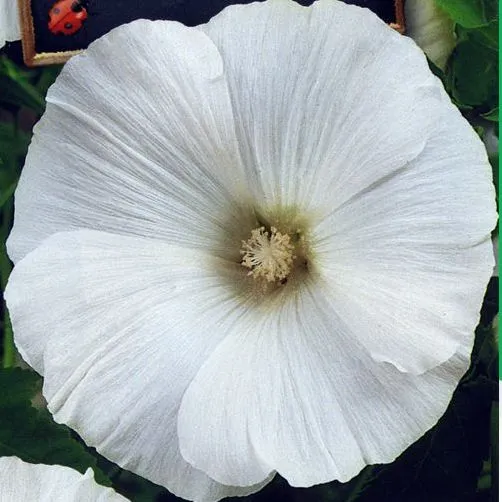 Лаватера Мон Блан