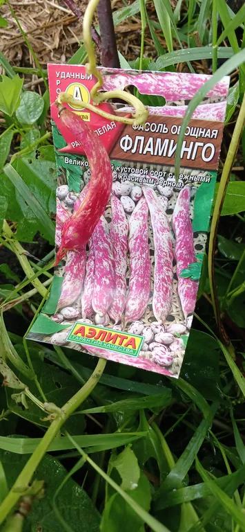 Фасоль овощная Фламинго