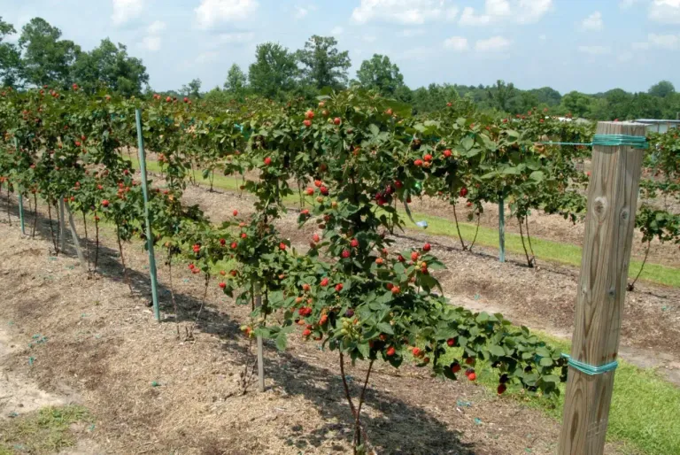Малина вышла из зимовки: пошаговая реанимация и настройка на урожай. 