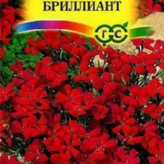 Гвоздика травянка Бриллиант