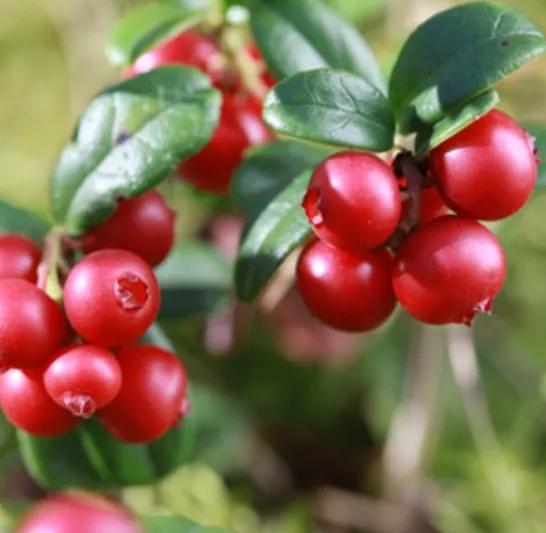 Брусника Balsgard