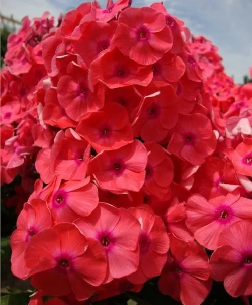 Флокс метельч Горислав