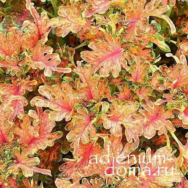 Колеус Беззаботный