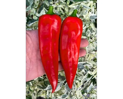 Перец Пальмира