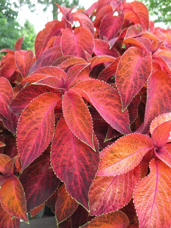 Колеус Визард Сансет F1