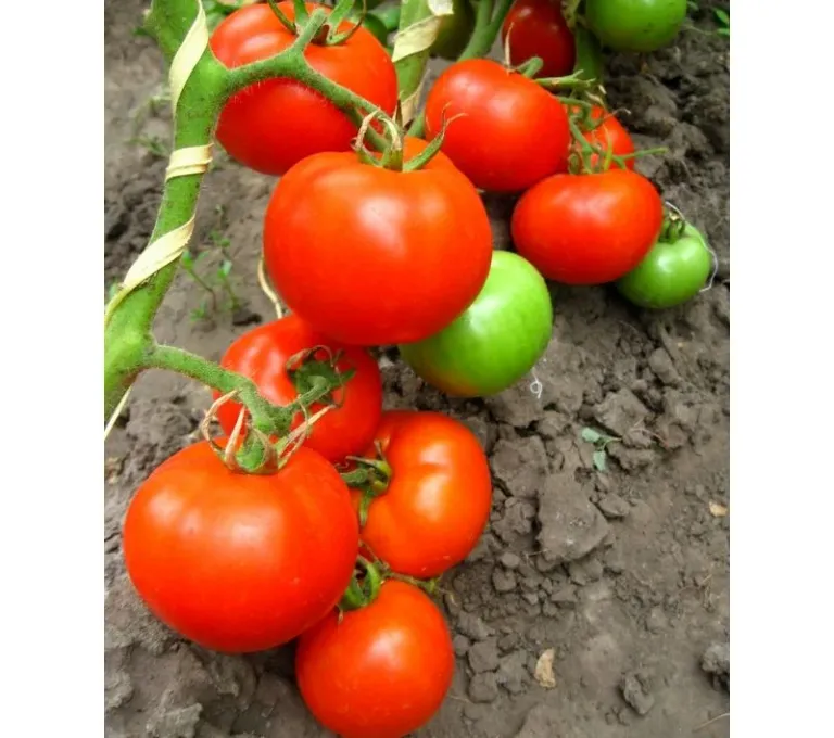 Вася-Василёк