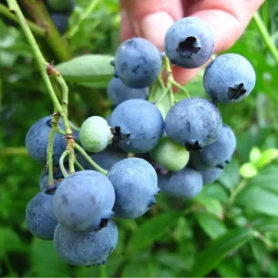 Голубика Нельсон (Nelson)