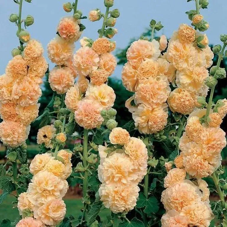 Шток-роза (Мальва) Персиковая мечта