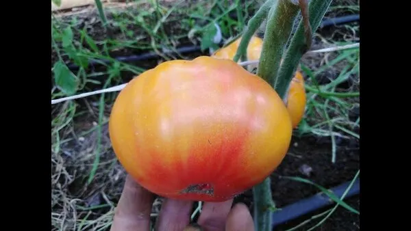 Томат Дедуля 