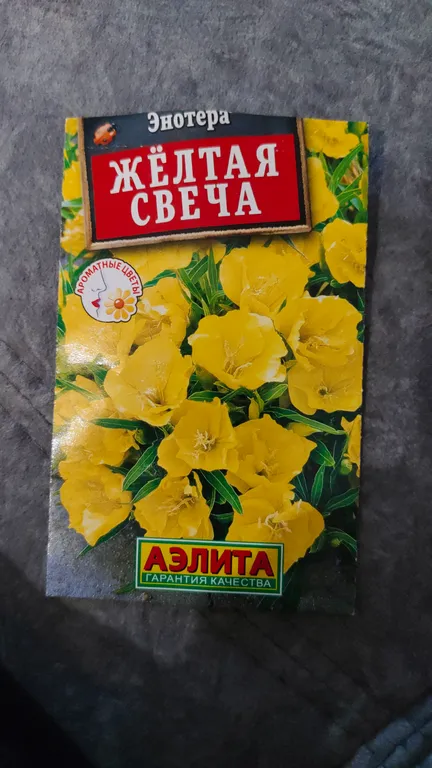 Энотера Жёлтая свеча