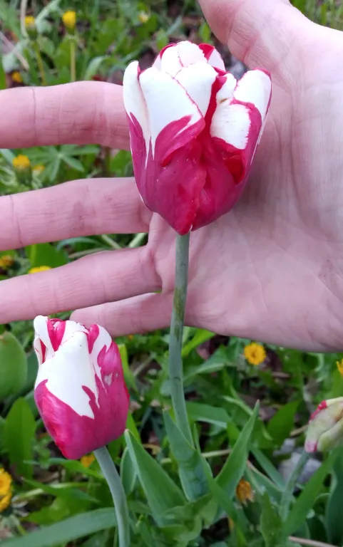 Тюльпан Эстелла Рижнвельд