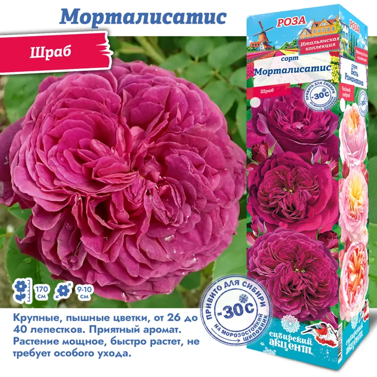 Роза шраб Морталисатис