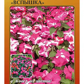 Бальзамин F1 Вспышка