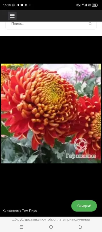 Хризантема