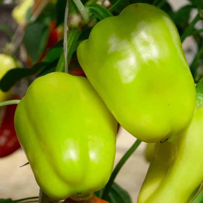 Перец Оптимус F1