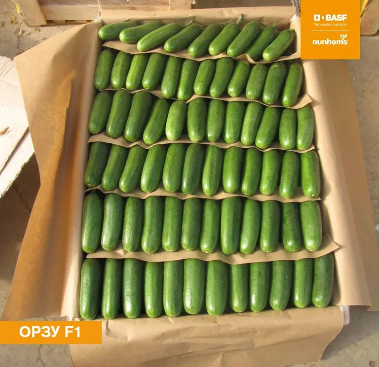 Орзу F1 (Orzu)