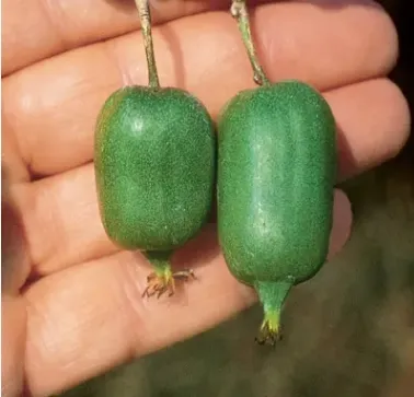 Актинидия Issai