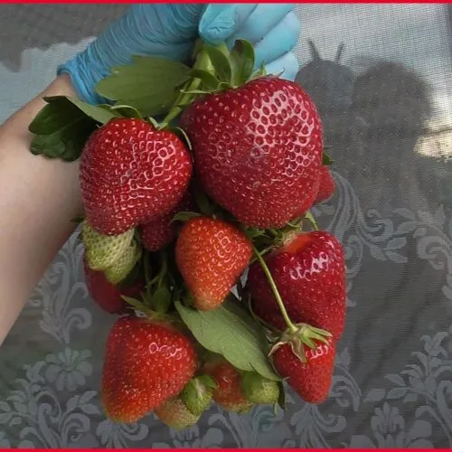 Земляника Скала