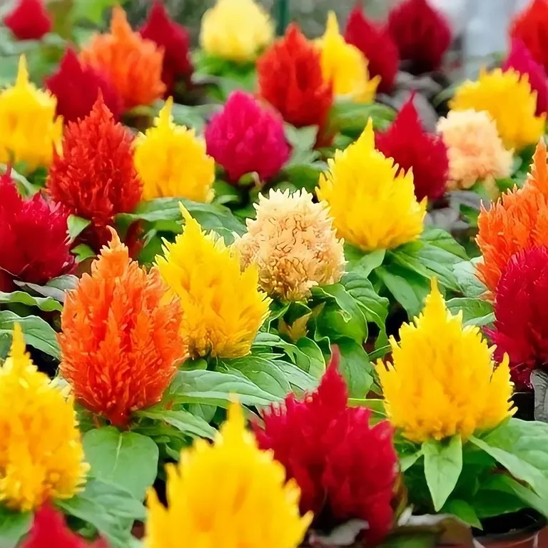 Целозия перистая (смесь окрасок)