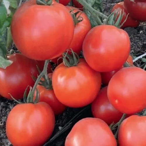 Томат Премьера