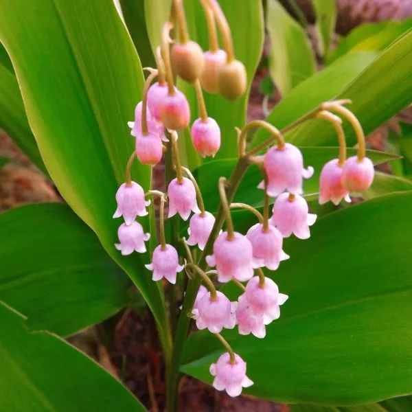 Rosea