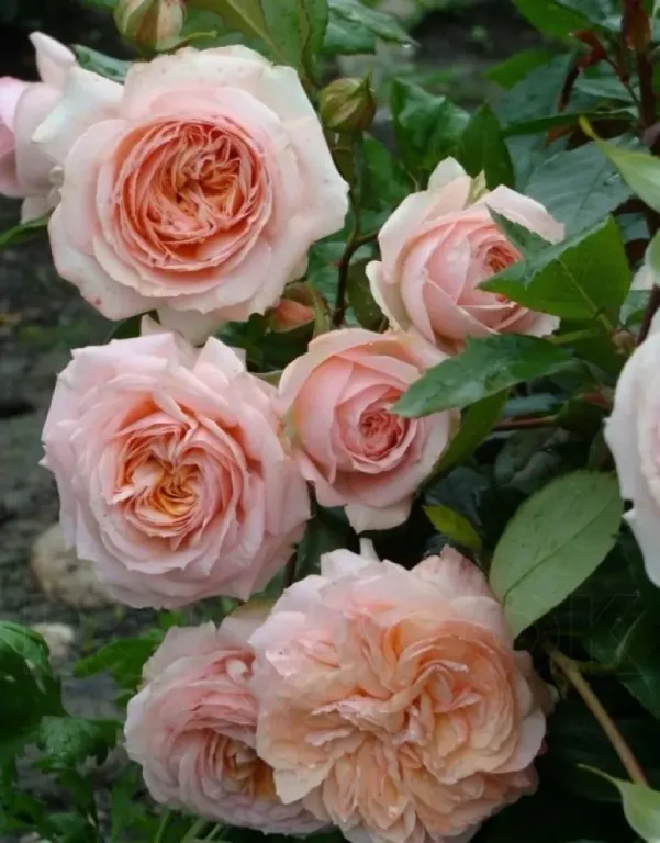 роза Bernard Panozzo Франция